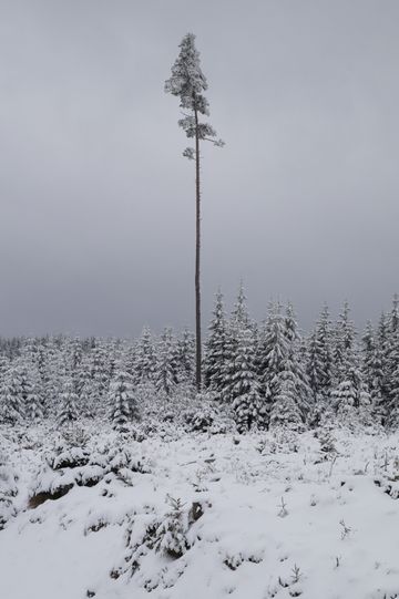 Eine großer einzelner Baum überragt eine schneebedeckte Fichtenschonung