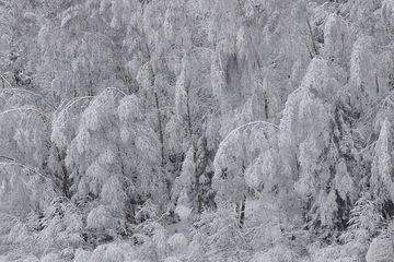 Neuschnee beugt die Bäume eines Waldes