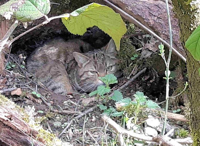 Eine junge Wildkatze schaut aus ihrem Versteck