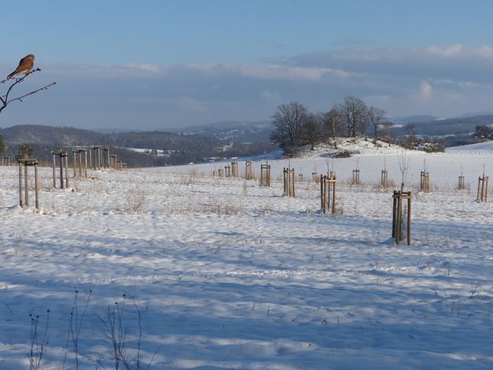 Eine neu angelegte Streuobstwiese im Winterschnee