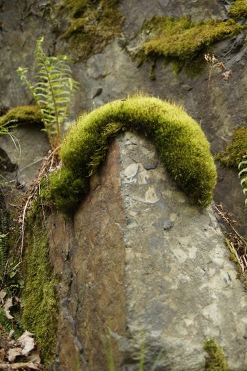 Ein Moospolster auf dem Felsen sieht aus wie eine große Raupe.
