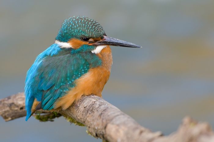 Ein Eisvogel sitzt auf einem Ast