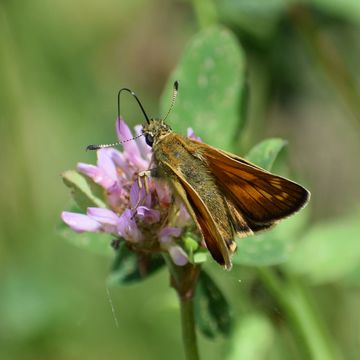 Der Schmetterling Schwarzkolbiger Braundickkopf saugt mit einem langen Rüssel Nektar aus einer Rotkleelüte