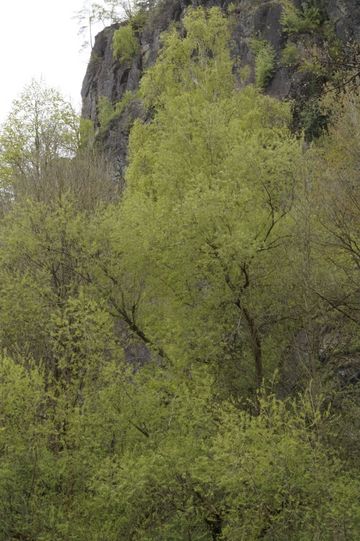 Der Nelkenstein am südlichen Ende des Naturschutzgebietes