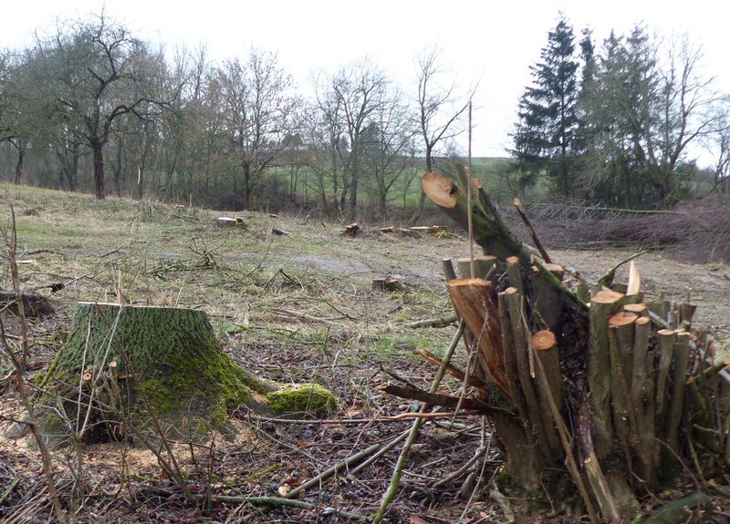 Bei Rodersdorf wurde eine Streuobstwiese abgeholzt.