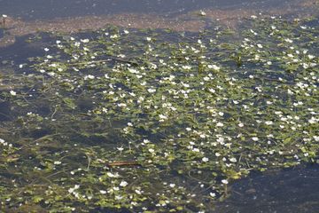 Weißblühender Wasserhahnenfuß in einem Teich