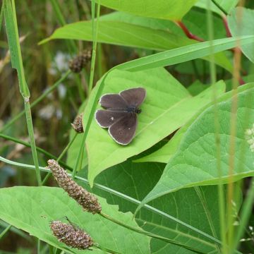 Ein Schmetterling "Brauner Waldvogel" sonnt sich auf einem Blatt vom Japanischen Staudenknöterich