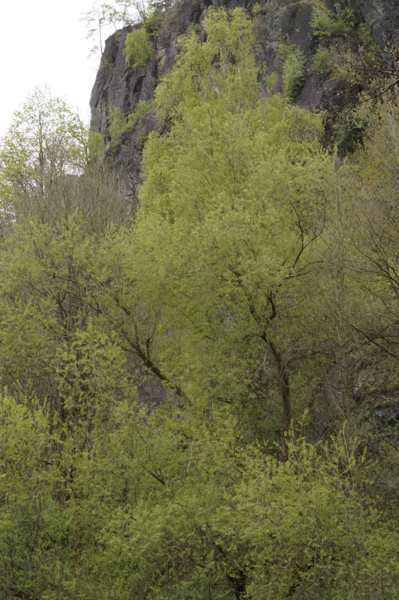 Der Nelkenstein am südlichen Ende des Naturschutzgebietes