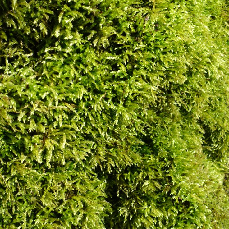 Saftig-grünes Moss wächst an einer Felswand