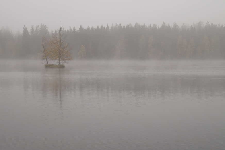 Nebel wabert über einer Wasserfläche im Moor