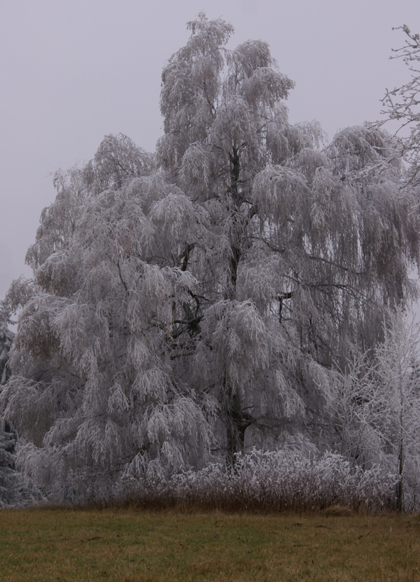 Dick bereifter Baum auf schneefreier Wiese
