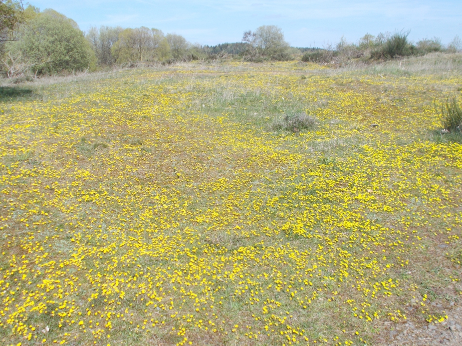 Im April bedeckt das Frühlingsfingerkraut große Flächen.