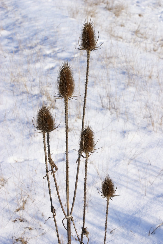 Trockene Samenstände überjähriger Disteln ragen aus dem Schnee.