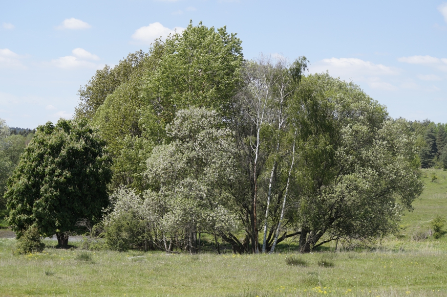 Eine Laubholzgruppe mit Kastanie, Birken und Weiden