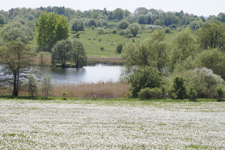 Außerhalb des Naturschutzgebietes ist die Wiese weiß von Pusteblumen.
