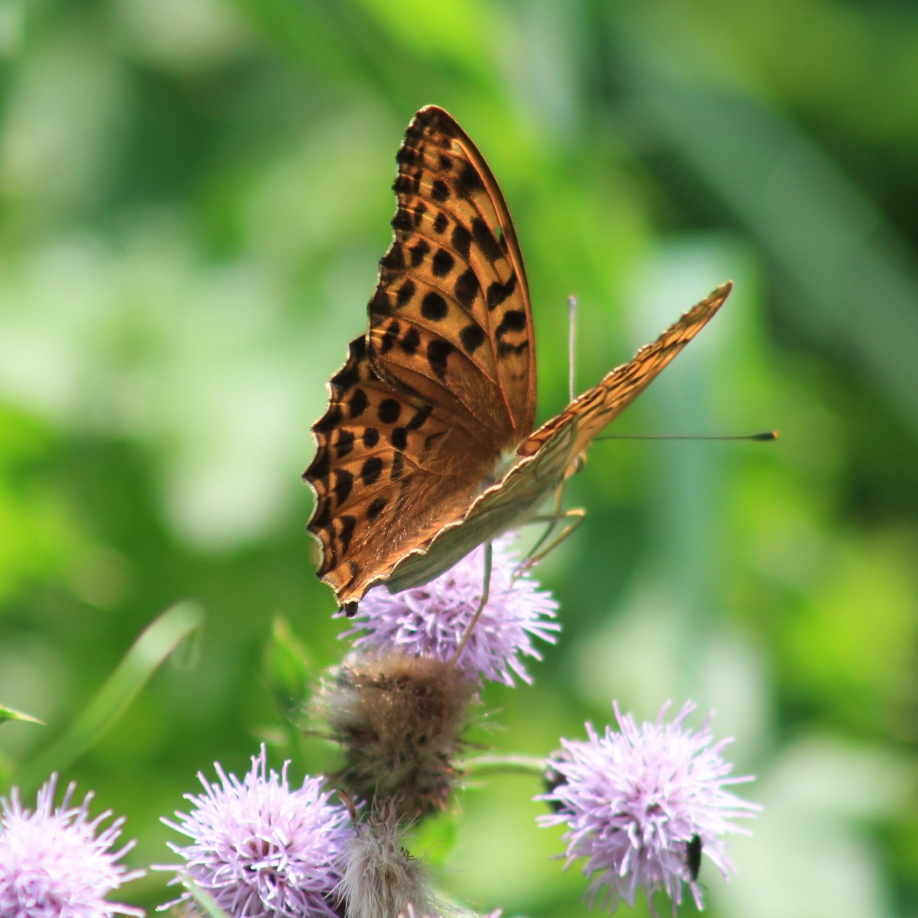 Der Schmetterling Kaisermantel auf einer Distelblüte