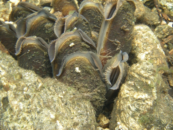 Eine Kolonie von Flussperlmuscheln im klaren Wasser
