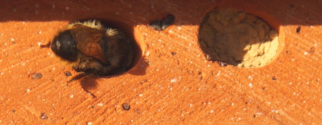 Eine Mauerbiene besucht ihr Nest in der Röhre eines Dachziegels