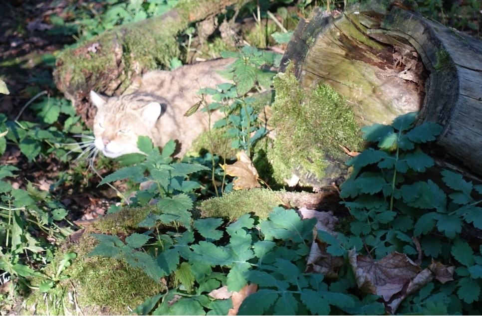 Kuder Waldemar auf der Pirsch im Wildkatzengehege des Pfaffengutes Plauen