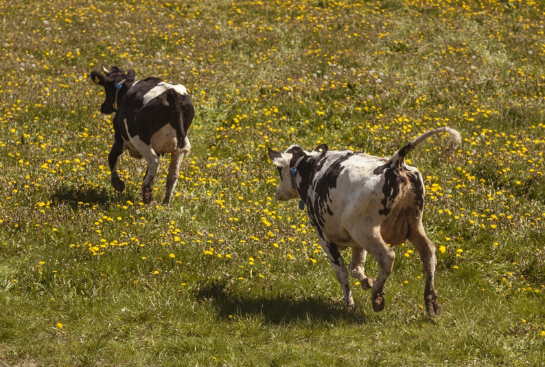 Rinder galoppieren im Hofgut Eichigt auf ihre Weide